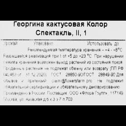 Георгина кактусовая Колор Спектакль h30 см 3