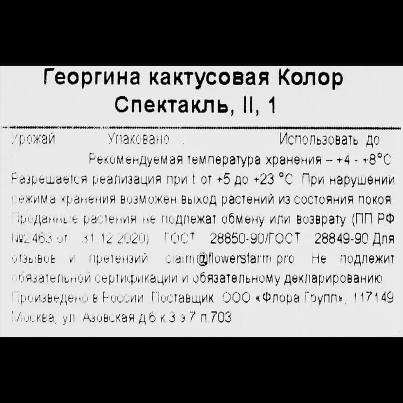 Георгина кактусовая Колор Спектакль h30 см 3