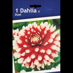 Георгина декоративная Дуэт 1