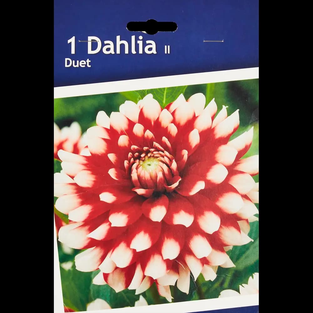 Георгина декоративная Дуэт