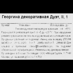 Георгина декоративная Дуэт 3