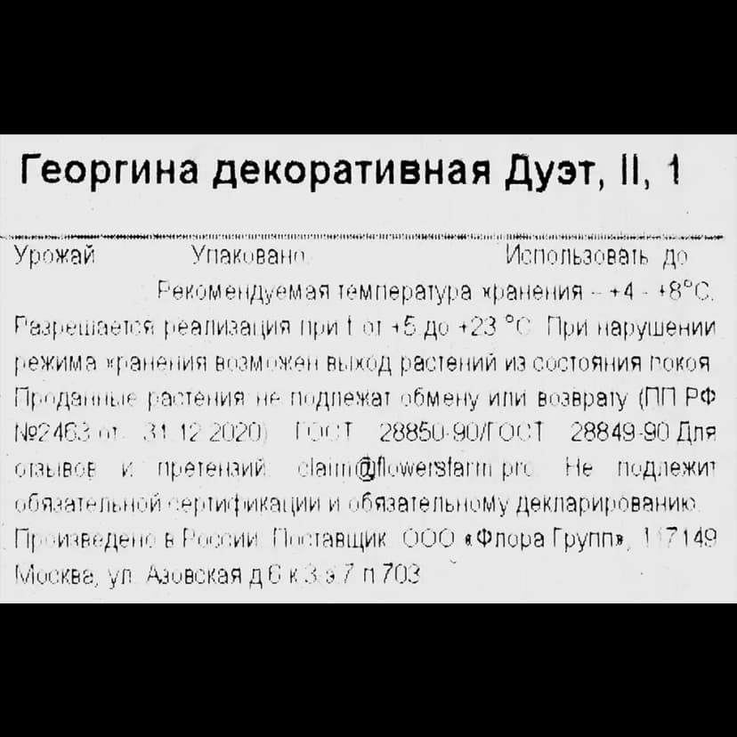 Георгина декоративная Дуэт 3