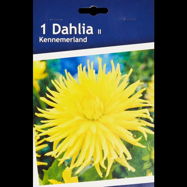 Георгина кактусовая Кеннермерленд