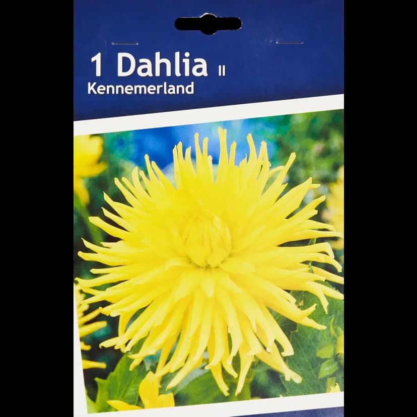 Георгина кактусовая Кеннермерленд 1