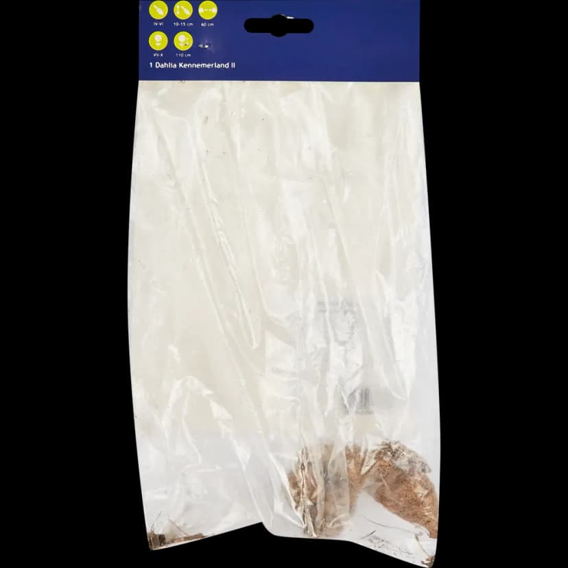 Георгина кактусовая Кеннермерленд 2