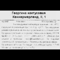 Георгина кактусовая Кеннермерленд 3