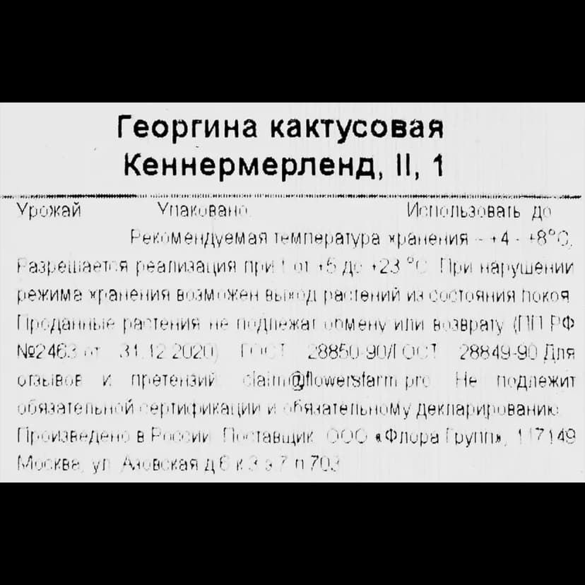 Георгина кактусовая Кеннермерленд 3