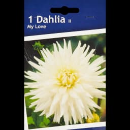 Георгина кактусовая Май Лав 1