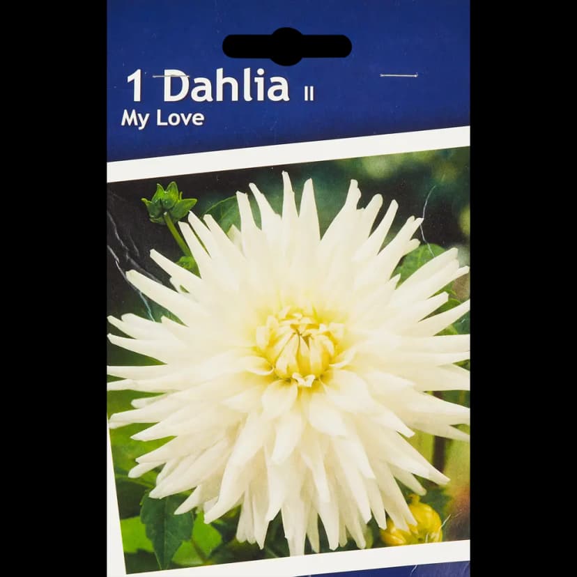 Георгина кактусовая Май Лав 1