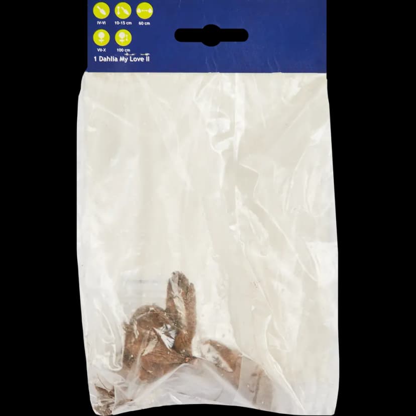 Георгина кактусовая Май Лав 2