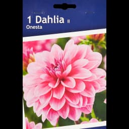 Георгина декоративная Онеста 1