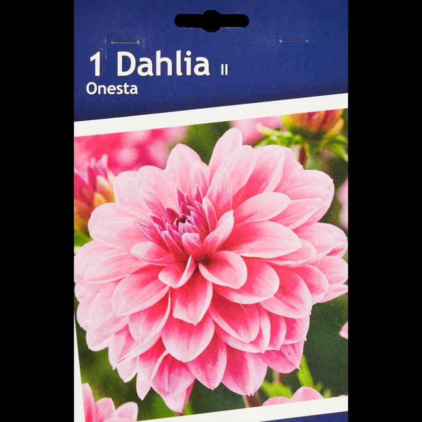 Георгина декоративная Онеста 1