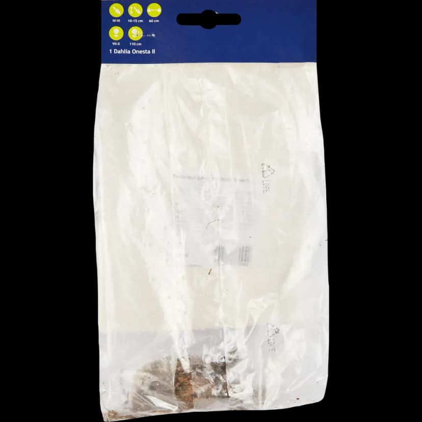 Георгина декоративная Онеста 2