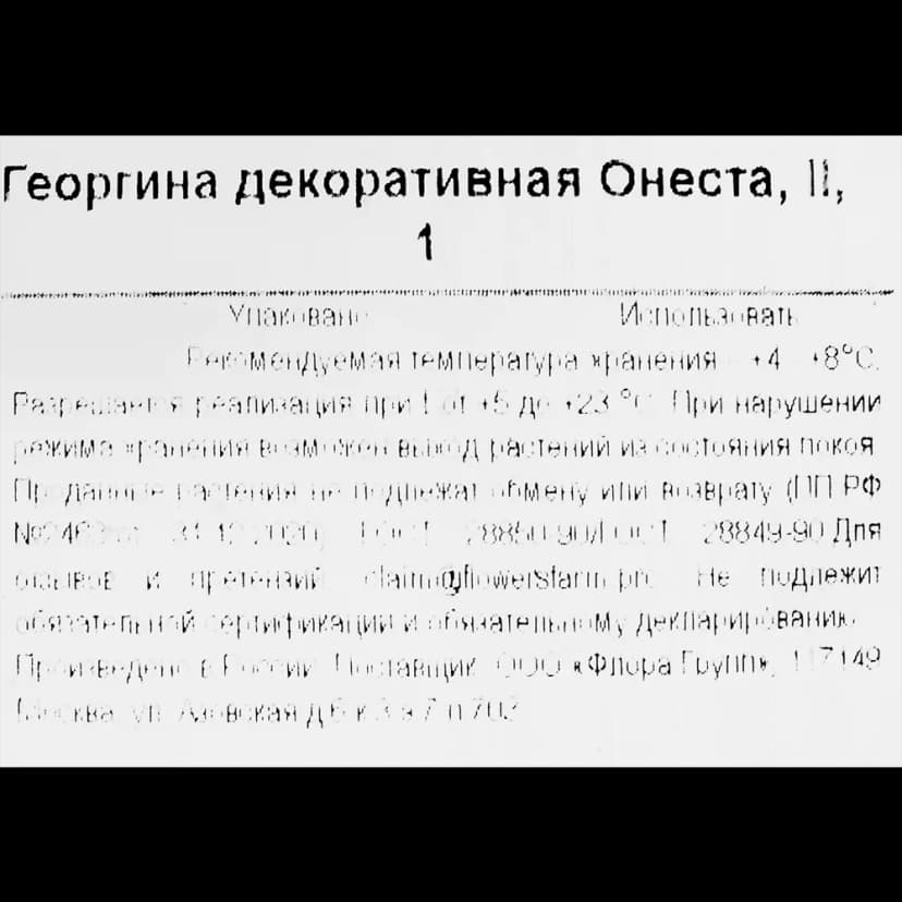 Георгина декоративная Онеста 3