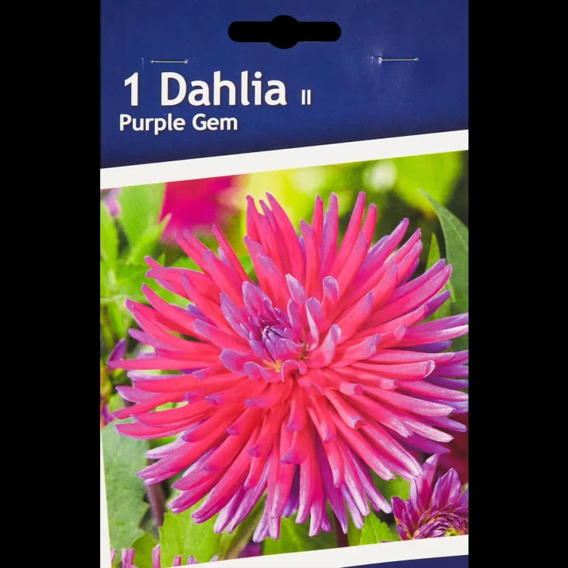 Георгина кактусовая Перпл Джем 1