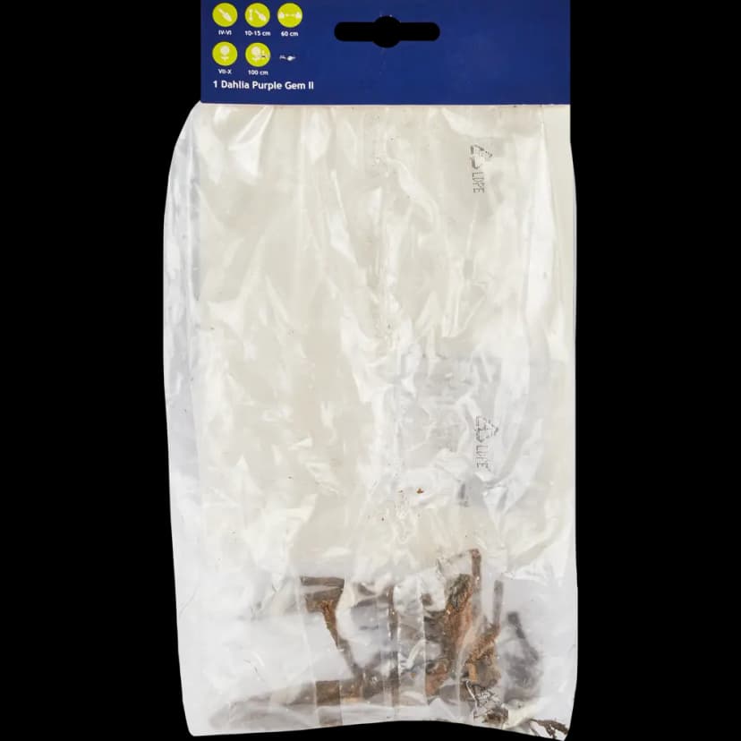 Георгина кактусовая Перпл Джем 2