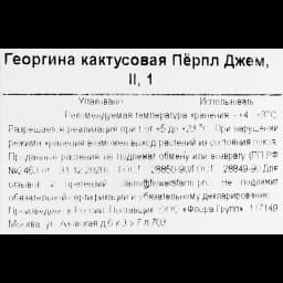 Георгина кактусовая Перпл Джем 3