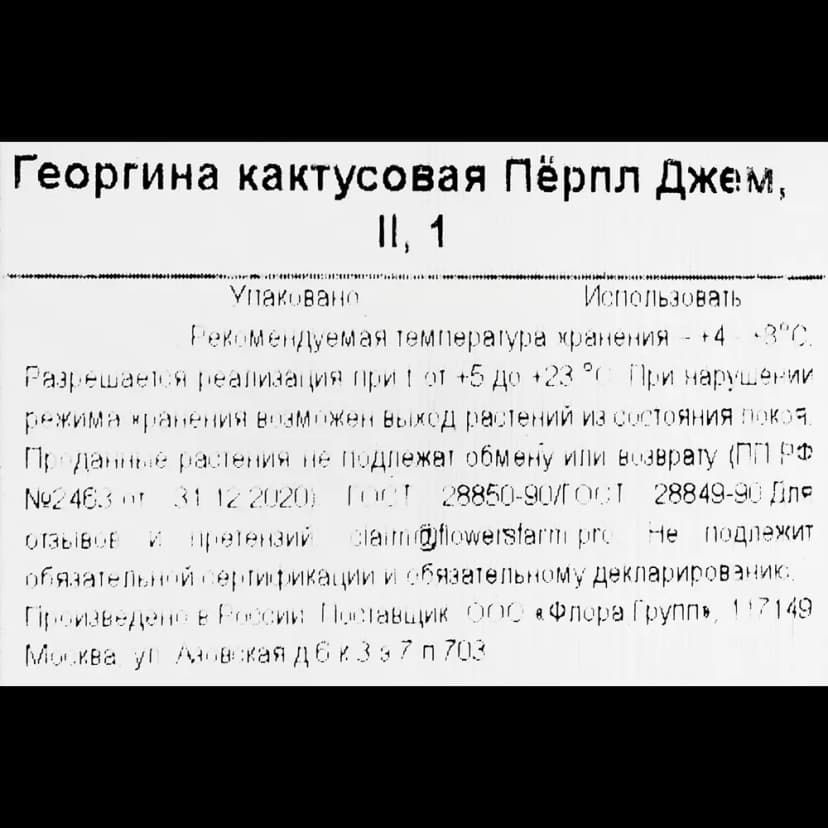 Георгина кактусовая Перпл Джем 3