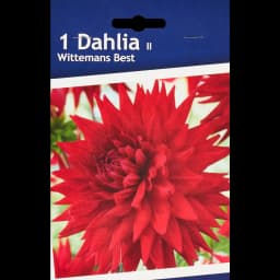 Георгина кактусовая Виттеменс Бест 1