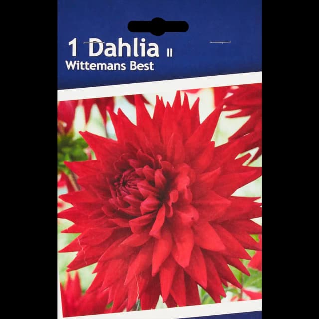 Георгина кактусовая Виттеменс Бест