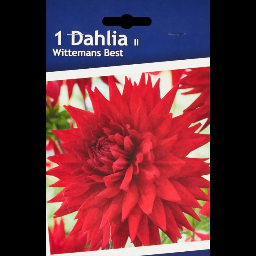 Георгина кактусовая Виттеменс Бест 1