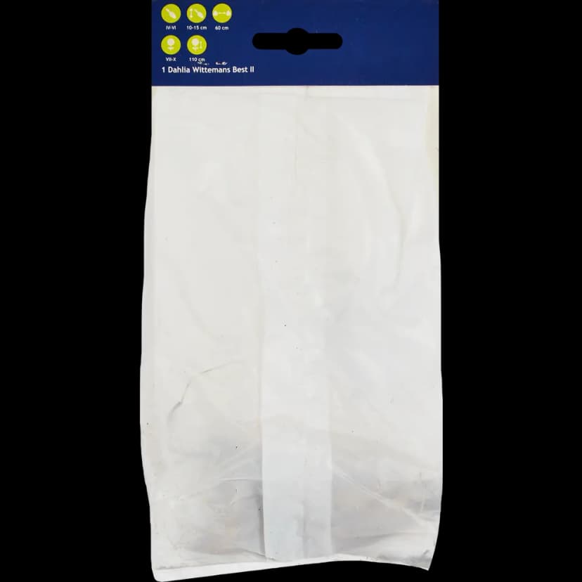 Георгина кактусовая Виттеменс Бест 2