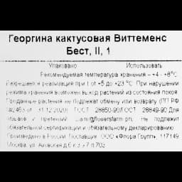 Георгина кактусовая Виттеменс Бест 3