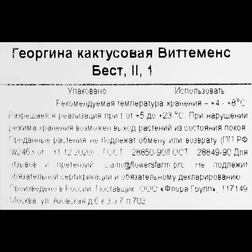 Георгина кактусовая Виттеменс Бест 3
