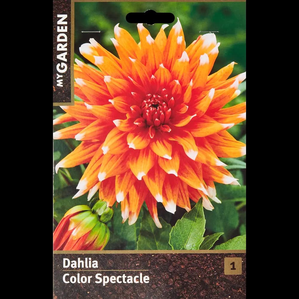 Георгина кактусовая Колор Спектакль