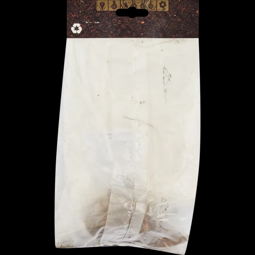 Георгина кактусовая Колор Спектакль 2