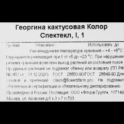 Георгина кактусовая Колор Спектакль 3