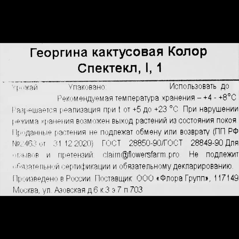 Георгина кактусовая Колор Спектакль 3