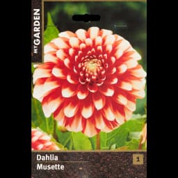 Георгина бордюрная Мьюзет 1