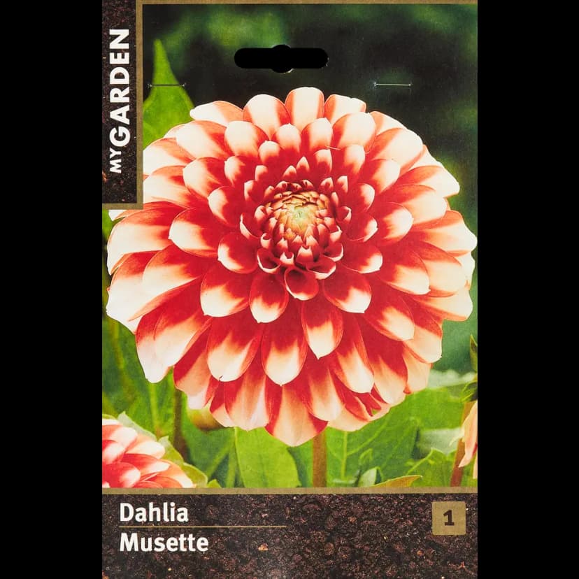 Георгина бордюрная Мьюзет 1