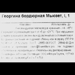 Георгина бордюрная Мьюзет 3