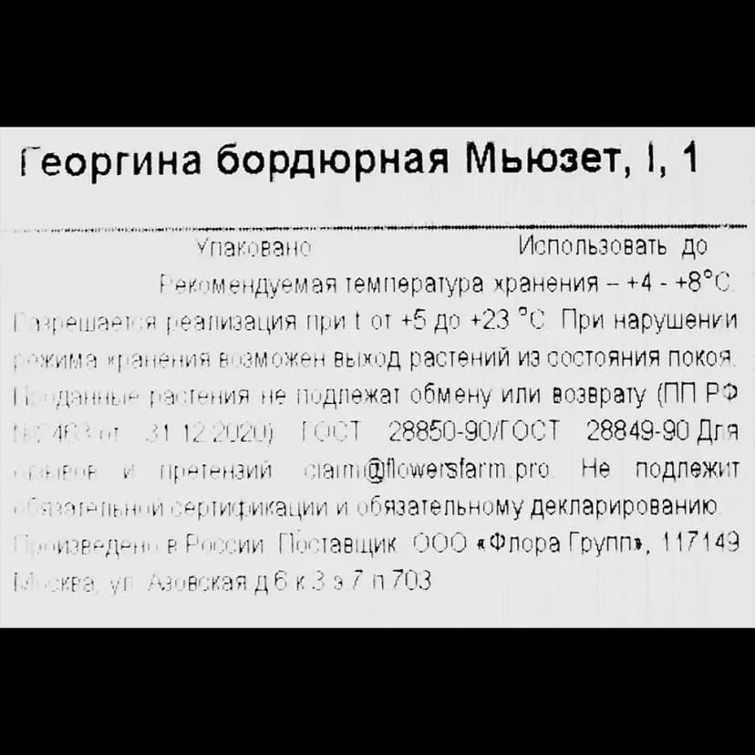 Георгина бордюрная Мьюзет 3