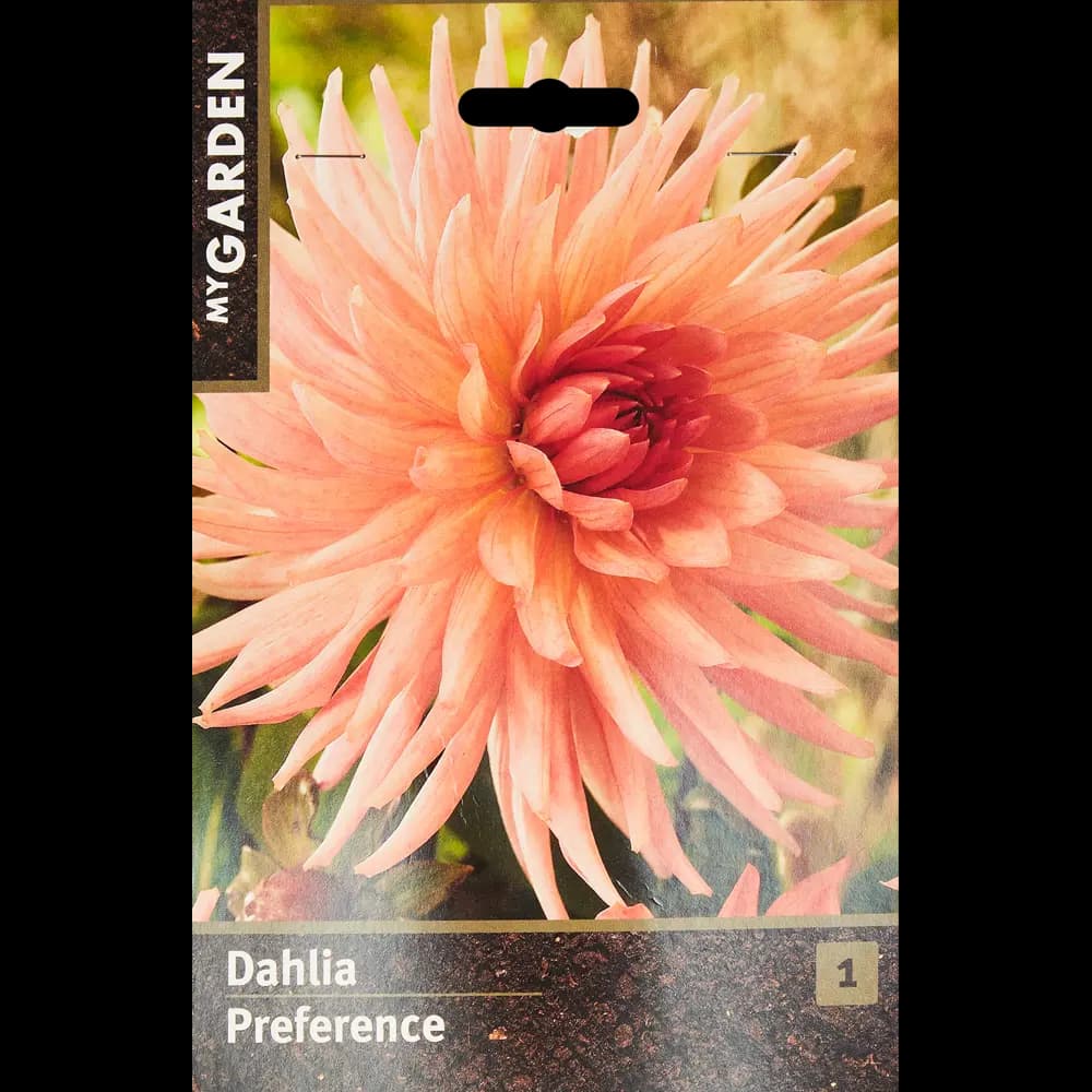 Георгина кактусовая Преференс