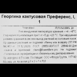 Георгина кактусовая Преференс 3