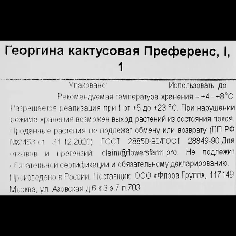 Георгина кактусовая Преференс 3