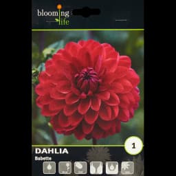 Георгина шаровидная Бабетта 1