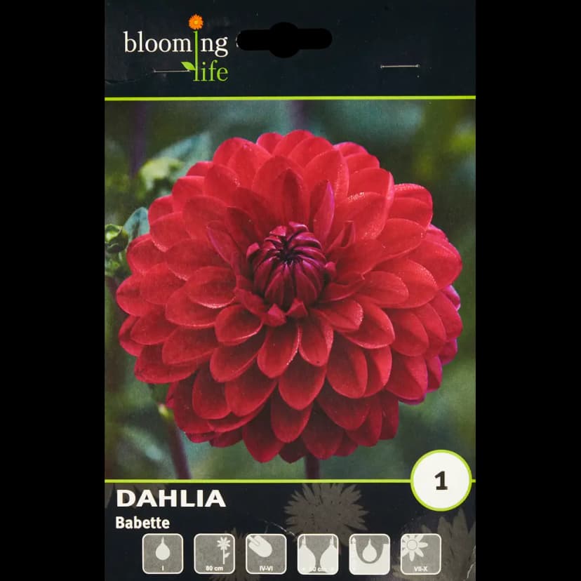 Георгина шаровидная Бабетта 1