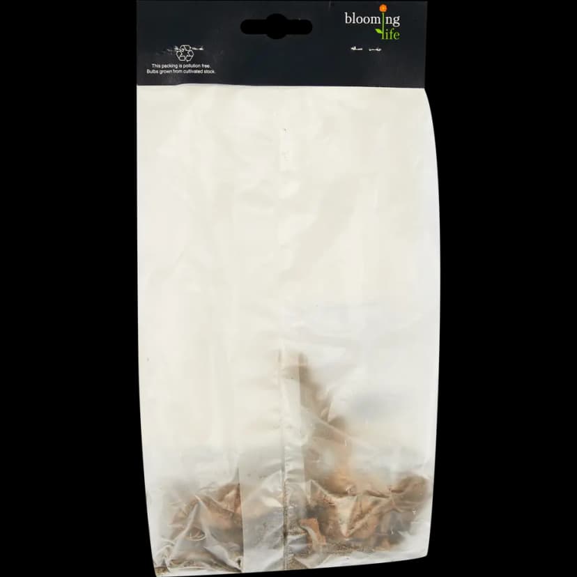 Георгина шаровидная Бабетта 2