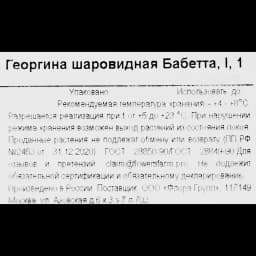 Георгина шаровидная Бабетта 3