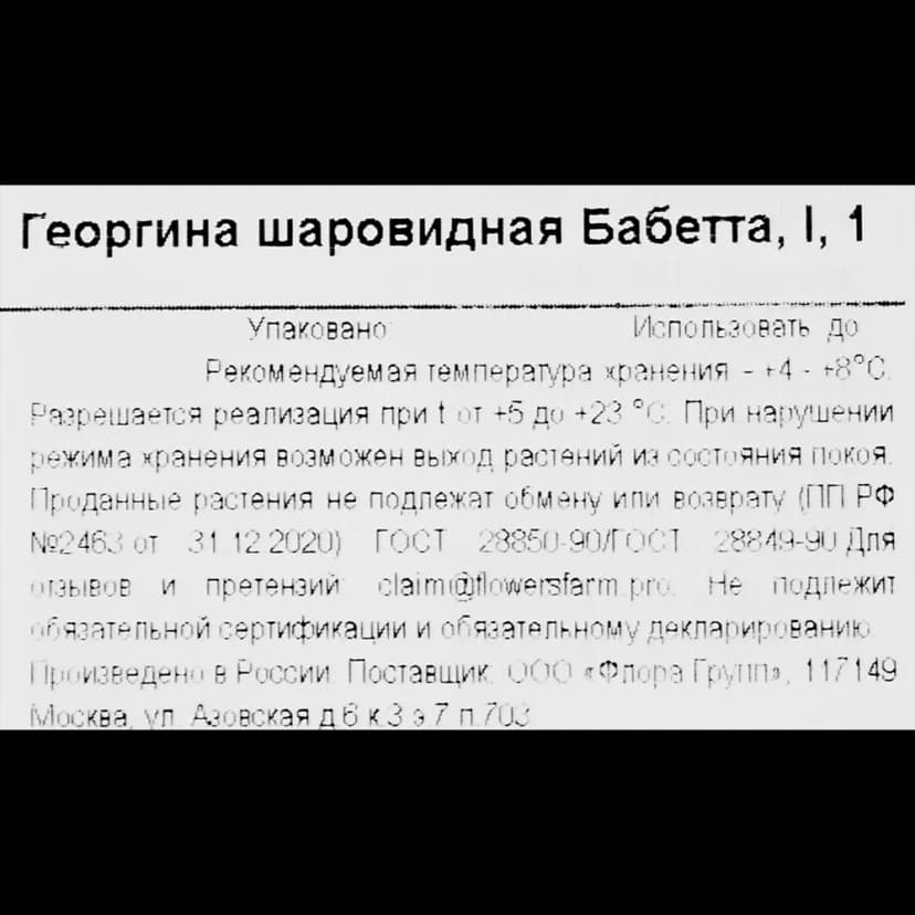 Георгина шаровидная Бабетта 3