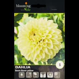 Георгина шаровидная Бум желтая 1