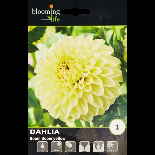 Георгина шаровидная Бум желтая