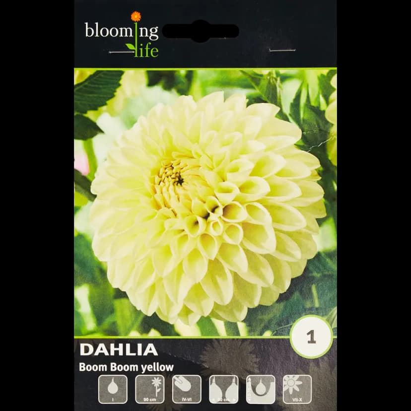 Георгина шаровидная Бум желтая 1