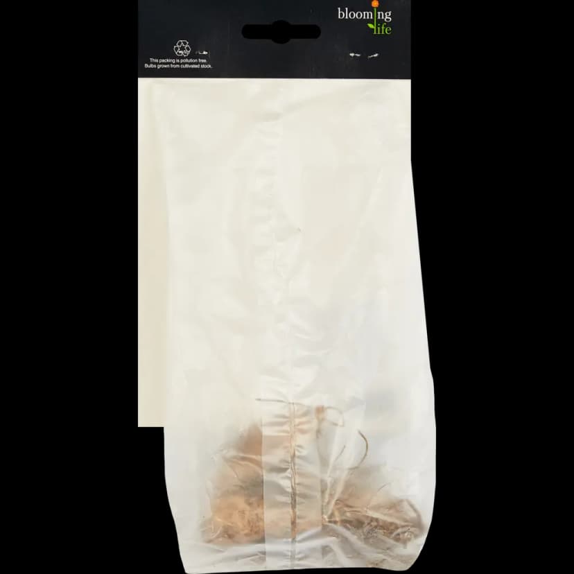 Георгина шаровидная Бум желтая 2