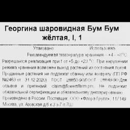 Георгина шаровидная Бум желтая 3