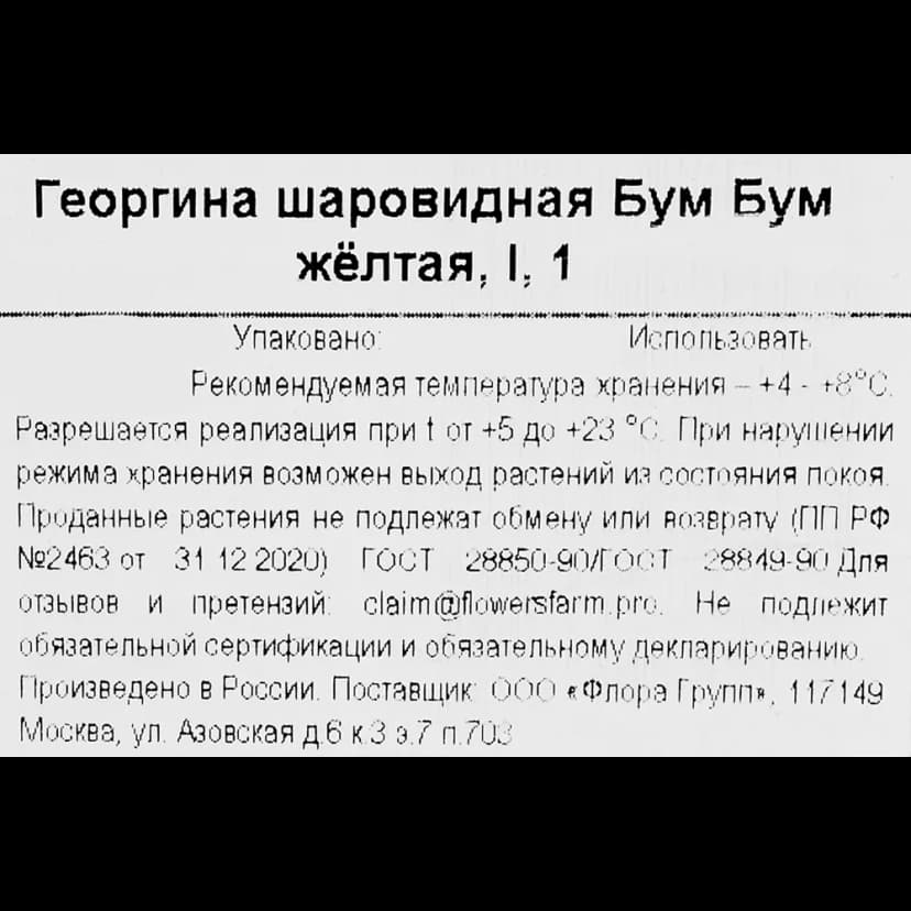 Георгина шаровидная Бум желтая 3